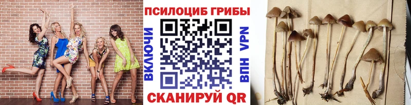Псилоцибиновые грибы Cubensis Елабуга